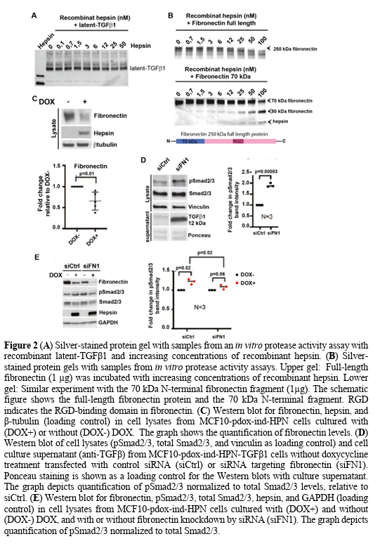 <p>B3) What can the researchers conclude from Figure 2? </p><p></p>