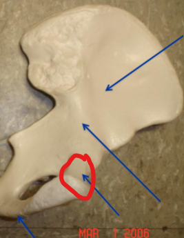 term image
