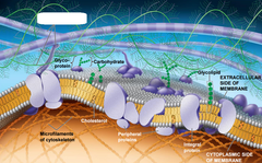 <p>substance in which animal cells are embedded, consisting of proteins and polysaccharides</p>