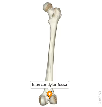 <p>What landmark within Femur?</p>