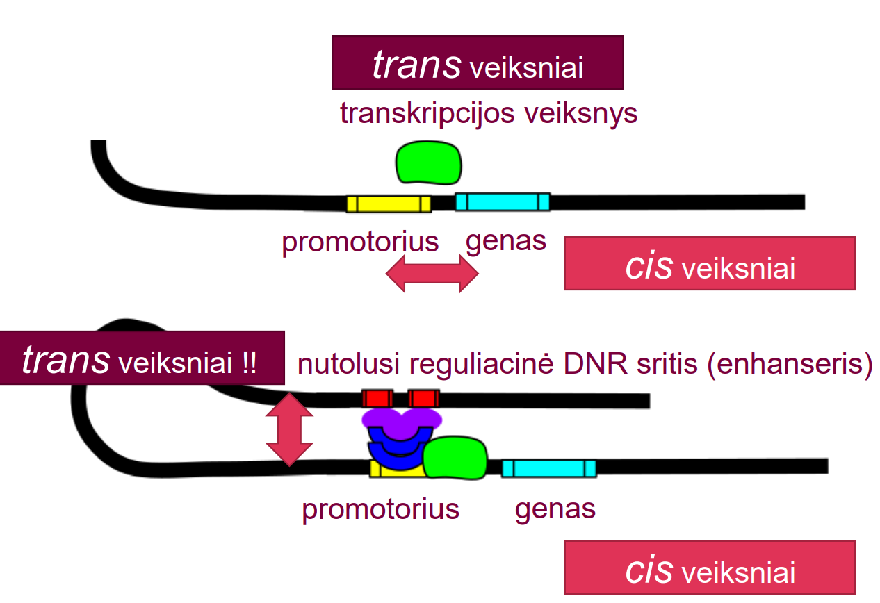 <p>• DNR nukleotidų sekų koduojami transkripcijos pradžios ir pabaigos signalai – cis veiksniai </p><p>• Transkripcijoje dalyvaujantys baltymai juos atpažįsta – trans veiksniai </p><p> DNR sritys taip pat gali būti trans veiksniais (eukariotuose) - kai,  pvz., užsilenkia grandinė</p>