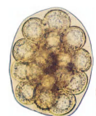 <p>Identify-</p>