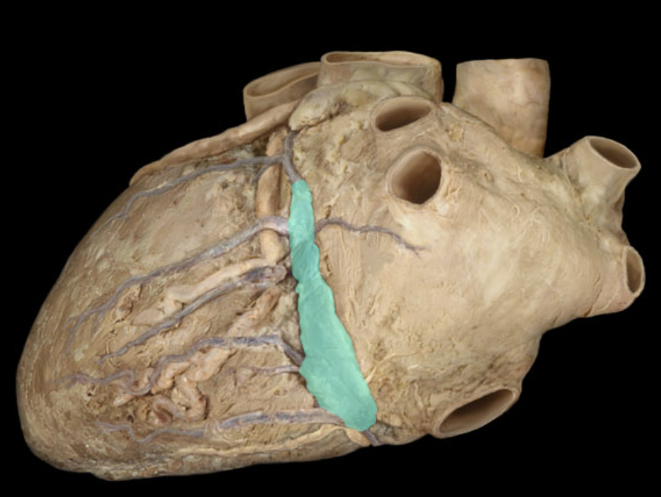 <p>Identify the feature of the right atrium</p>