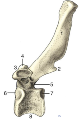 <p>5?</p>