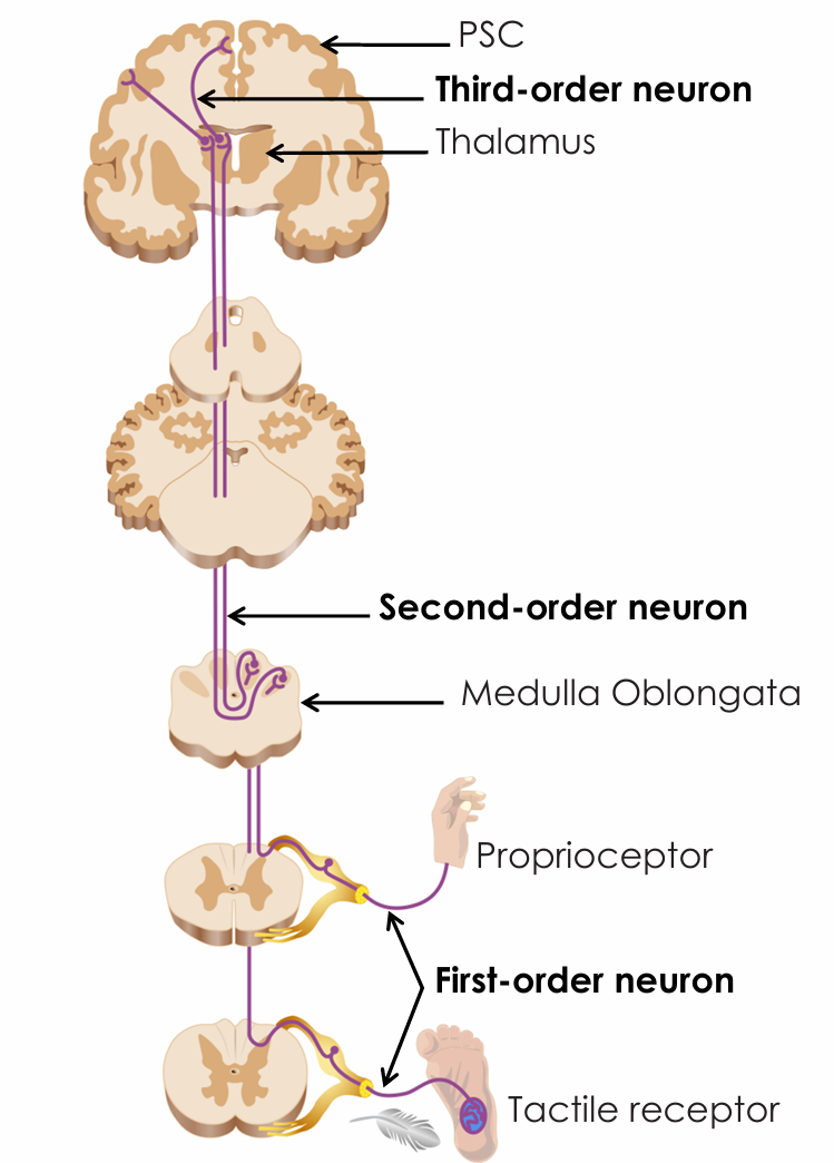 <ul><li><p>In the medulla oblongata</p></li></ul><p></p>