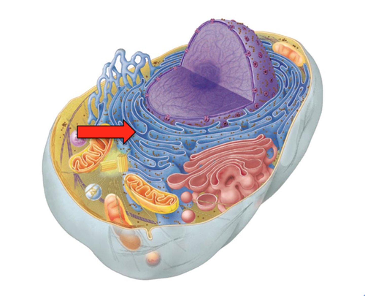 <p>Has ribosomes attached for protein synthesis</p><p>New proteins may be folded and packed for delivery</p>