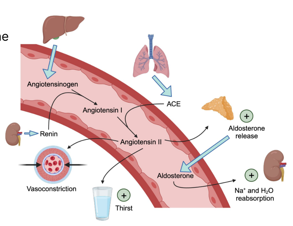 <p><strong>Juxtaglomerular cells </strong>sense changes in <strong>blood pressure </strong>and blood <strong>volume.</strong></p><p></p><ul><li><p><strong>Angiotensinogen </strong>is released from the liver. It floats around in the blood stream.</p></li></ul><p></p><ul><li><p><strong>Renin </strong>is released from <strong>kidneys </strong> due to a fight or flight response or <strong>low blood pressure (juxtaglomerular cell </strong>in kidney<strong>). </strong>Makes Angiotensinogen into <strong>angiotensin I</strong></p></li></ul><p></p><ul><li><p><strong>Angiotensin converting enzyme (ACE): </strong>An enzyme that is capable of converting <strong>angiotensin I</strong> into<strong> angiotensin II</strong></p></li></ul><p></p><ul><li><p><strong>Angiotesnin II </strong>increases <strong>blood pressure </strong>and <strong>volume</strong></p><ul><li><p>Stimulates additional <strong>aldosterone </strong>release</p></li><li><p>Increases <strong>Na+ </strong>reabsorption at the <strong>PROXIMAL tubules </strong>(more pressure)</p></li><li><p>Systemic Vasoconstriction</p></li><li><p>Increase <strong>thirst, </strong>increasing liquid intake.</p></li></ul></li></ul><p></p><p><strong>Aldosterone is released, </strong>which increases <strong>water </strong>and <strong>sodium </strong>reabsorption and increases <strong>potassium </strong>secretion</p><p></p>