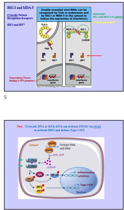 <ul><li><p>can be made during innate immune responses </p></li><li><p>image outdate: TLR3 would be inside the cell on endosomes </p></li><li><p>TLR3 signals on adaptor protein, TRIF, which activates IRF-3 and IRF-7 (regulatory factors), turning on production of type 1 interferon production (IFN-beta and alpha) </p></li><li><p>TLR → on plasma membranes in endosomes</p></li><li><p>Cytosolic Pattern Recognition Receptors: RIG-I and MDA-5, which can recognize viral RNAs, also activating IRF-3 and IRF-7, producing transcription of interferon genes </p></li><li><p>cGAS </p><ul><li><p>recognizes double stranded cytosolic DNA or RNA-DNA, which activates STING (stimulator of interferon signaling), which activates IRF3 and other interferon regulatory factors to provide type 1 interferons </p></li></ul></li></ul><p></p>