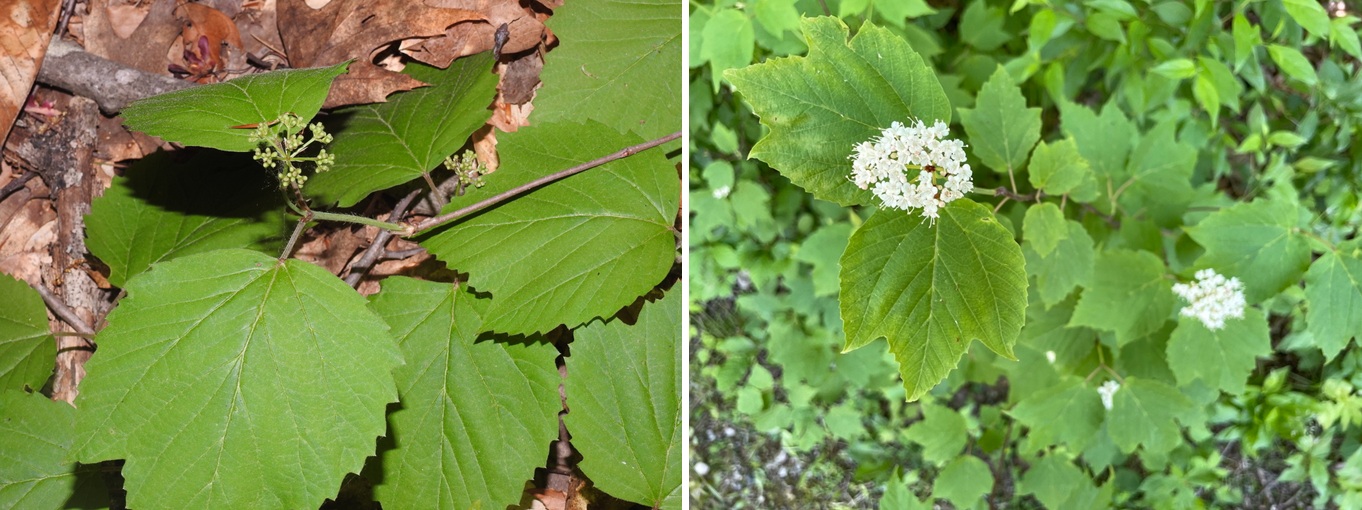 Mapleleaf viburnum (n/a)