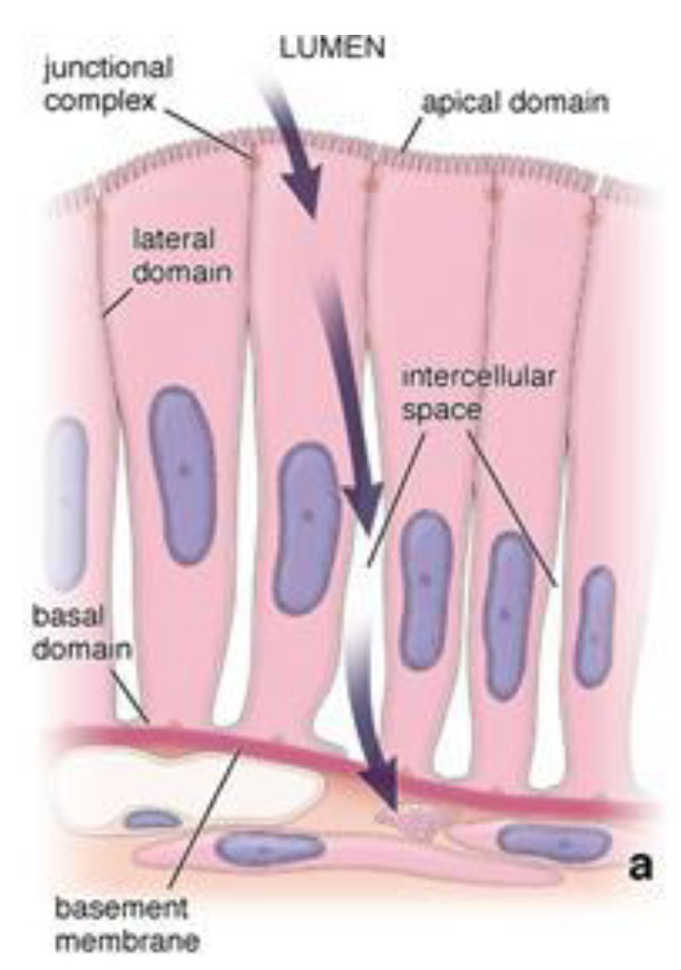<p>Apical surface </p><p>Lateral surface</p><p>Basolateral (Basal) surface</p>