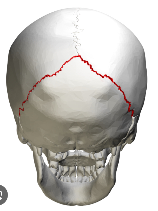 <p>A dense, fibrous joint located at the back of the skull that connects the two parietal bones with the occipital bone</p>