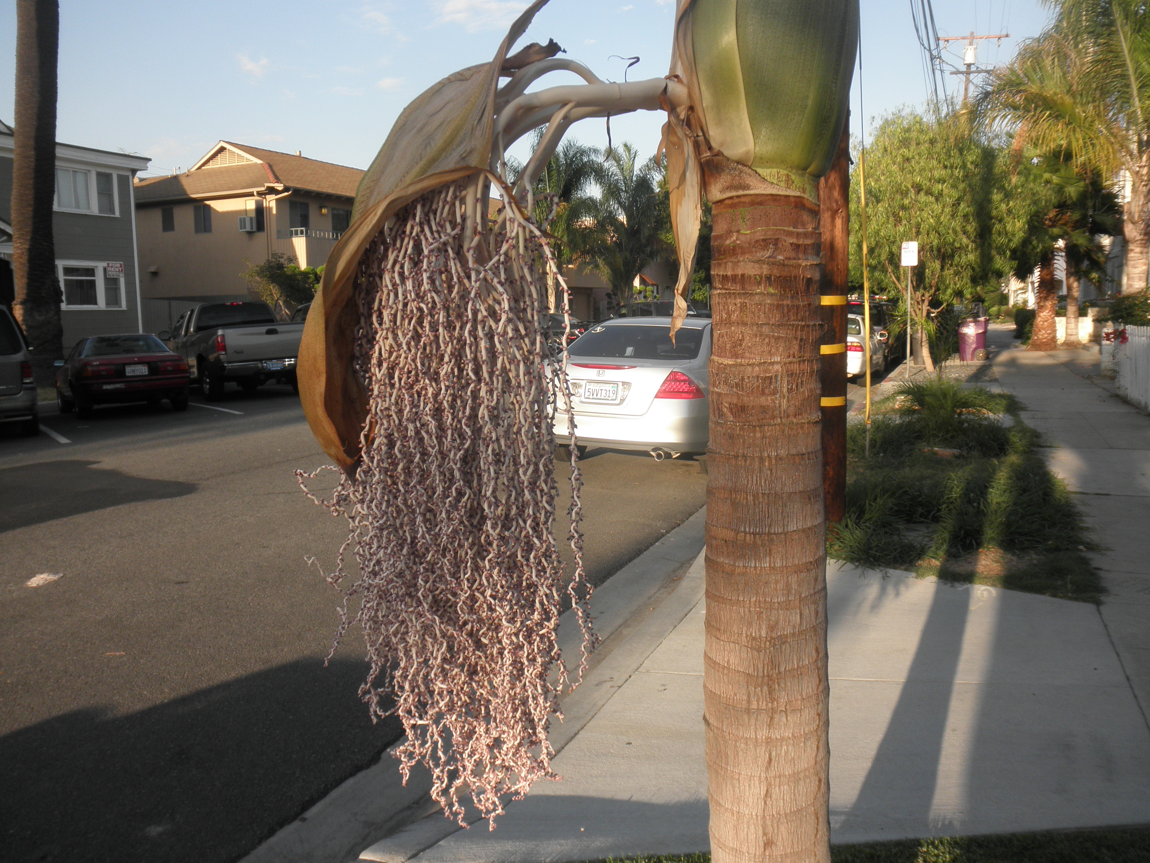 <p>Archontophoenix cunninghamiana - King Palm</p>