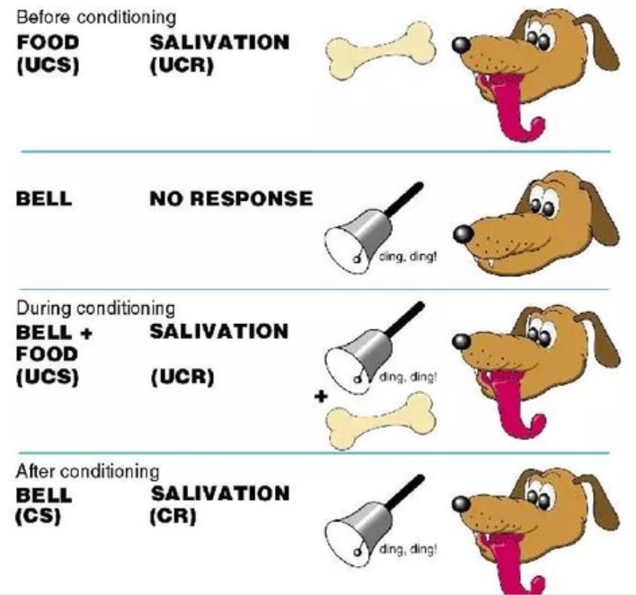<p>Classical conditioned responses (as a type of implicit memory)</p>
