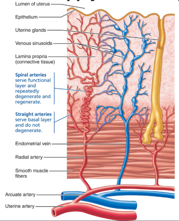 <ul><li><p>Uterine arteries → arcuate arteries (in myometrium) → radial arteries (into endometrium) → branch into:</p><ul><li><p>Straight arteries → supply basalis (stable)</p></li><li><p>Spiral arteries → supply functionalis (cycle-dependent)</p></li></ul></li><li><p>When progesterone drops at the end of the cycle → spiral arteries spasm → ischemia → functionalis dies and sloughs off = menstruation</p></li><li><p>Straight arteries are unaffected → basalis survives → regeneration begins under rising estrogen</p></li></ul><p></p>