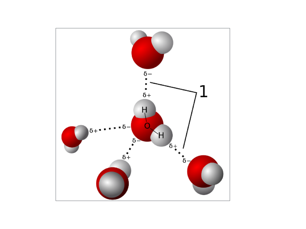 <ol><li><p>The number of water molecules: <strong>five</strong></p></li><li><p>Oxygen and hydrogen within each molecule are bonded by: <strong>polar covalent bond</strong></p></li><li><p>Different water molecules are bonded by: <strong>hydrogen bonds</strong></p></li><li><p>The partial charge on the oxygen atom is: <strong>delta negative</strong></p></li><li><p>The partial charge on the hydrogen atom is: <strong>delta positive</strong></p></li></ol><p></p>