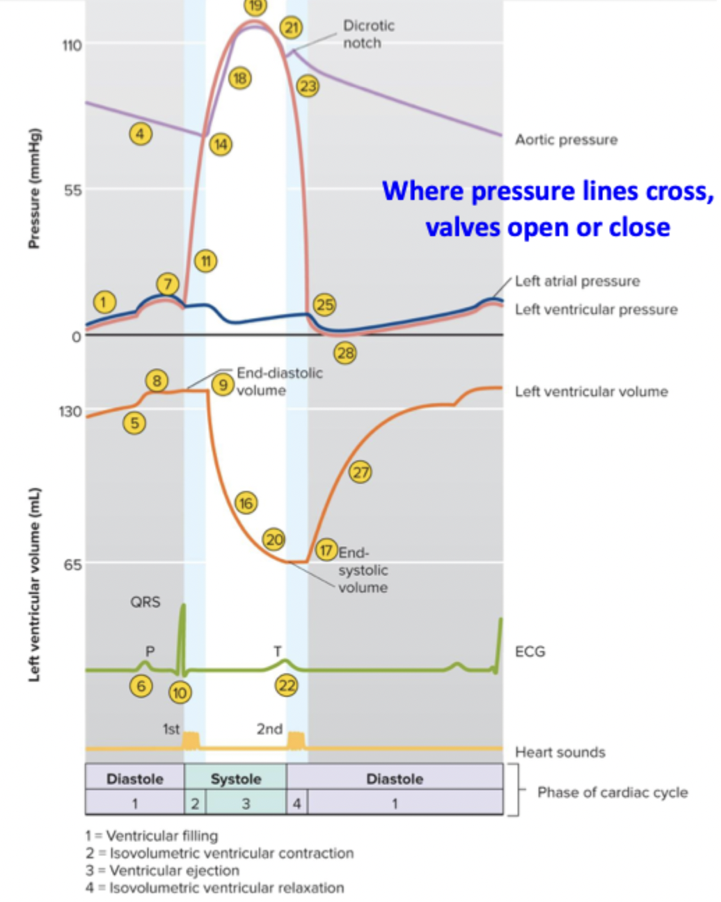 <p>Shows electrical events, pressures, volumes, valve events, and sounds of the heart</p>
