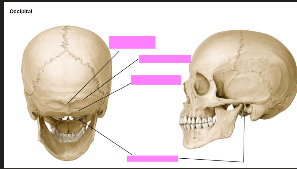 <p>Label the Occipital Bone</p>