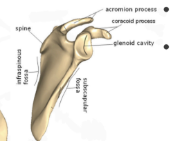 <p>process where scapula articulates with acromial end of clavicle</p>
