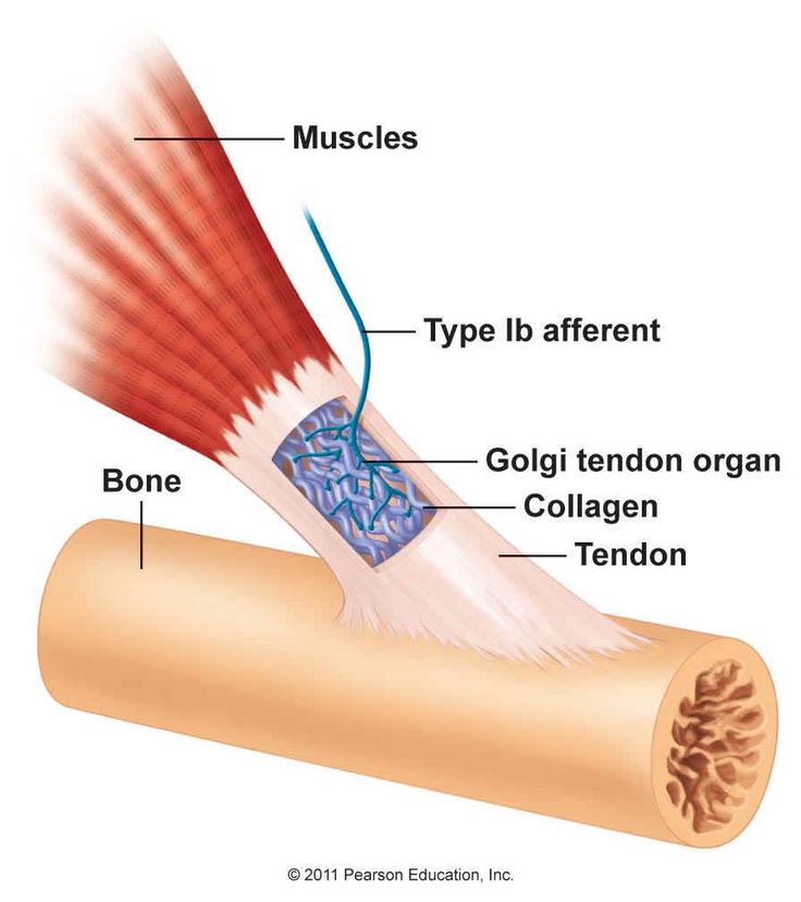 <p>Force generated by muscle contraction acts directly on the tendon - increasing the tension of collagen fibrils in golgi organ.</p><ul><li><p>this causes compression of intertwined sensory receptors and increased activity of Ib afferents</p></li></ul><p></p>