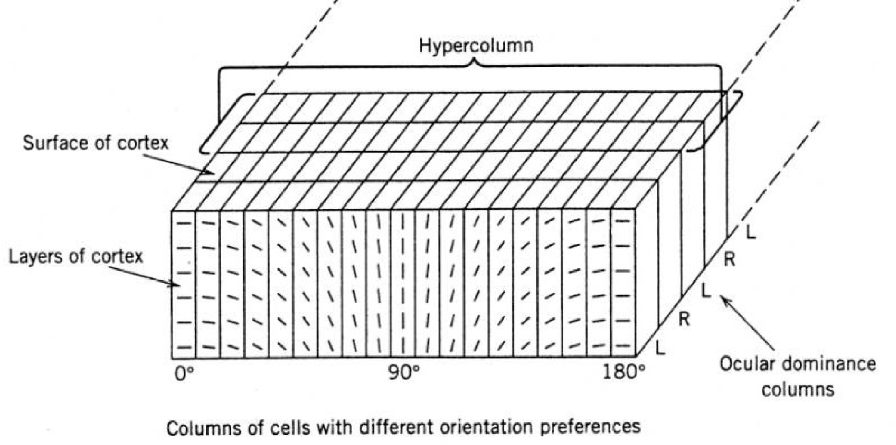 <p>hypercolumn</p>