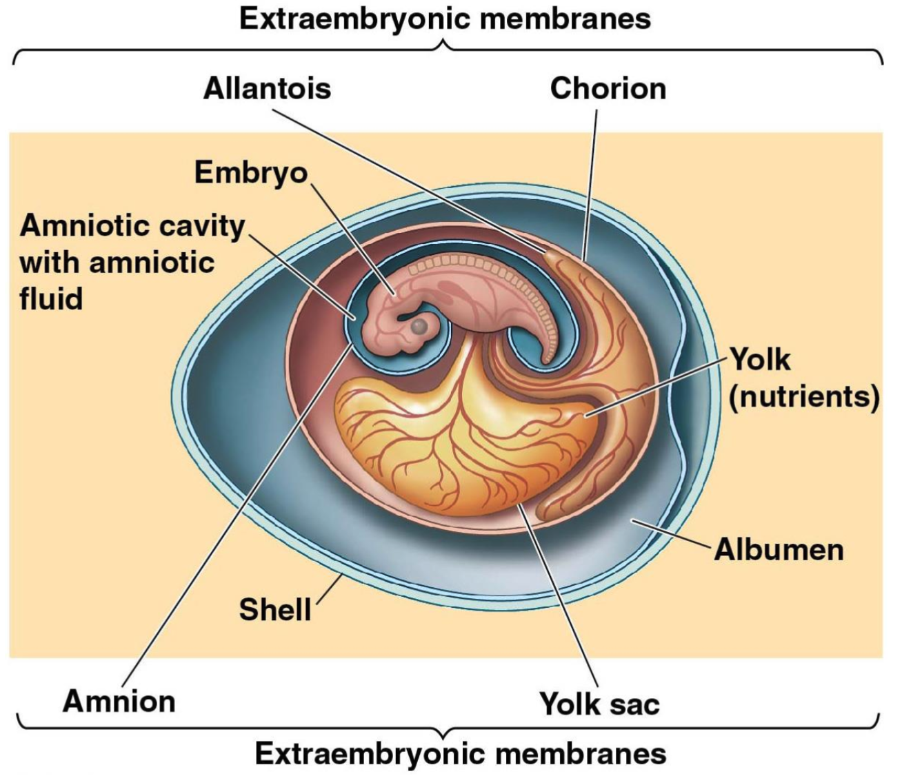 <p>Amniotic egg</p>