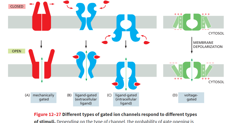 <ul><li><p>mechanically/physically gated channels</p></li><li><p>ligated gated channels</p></li><li><p>voltage gated channels</p></li></ul><p></p>
