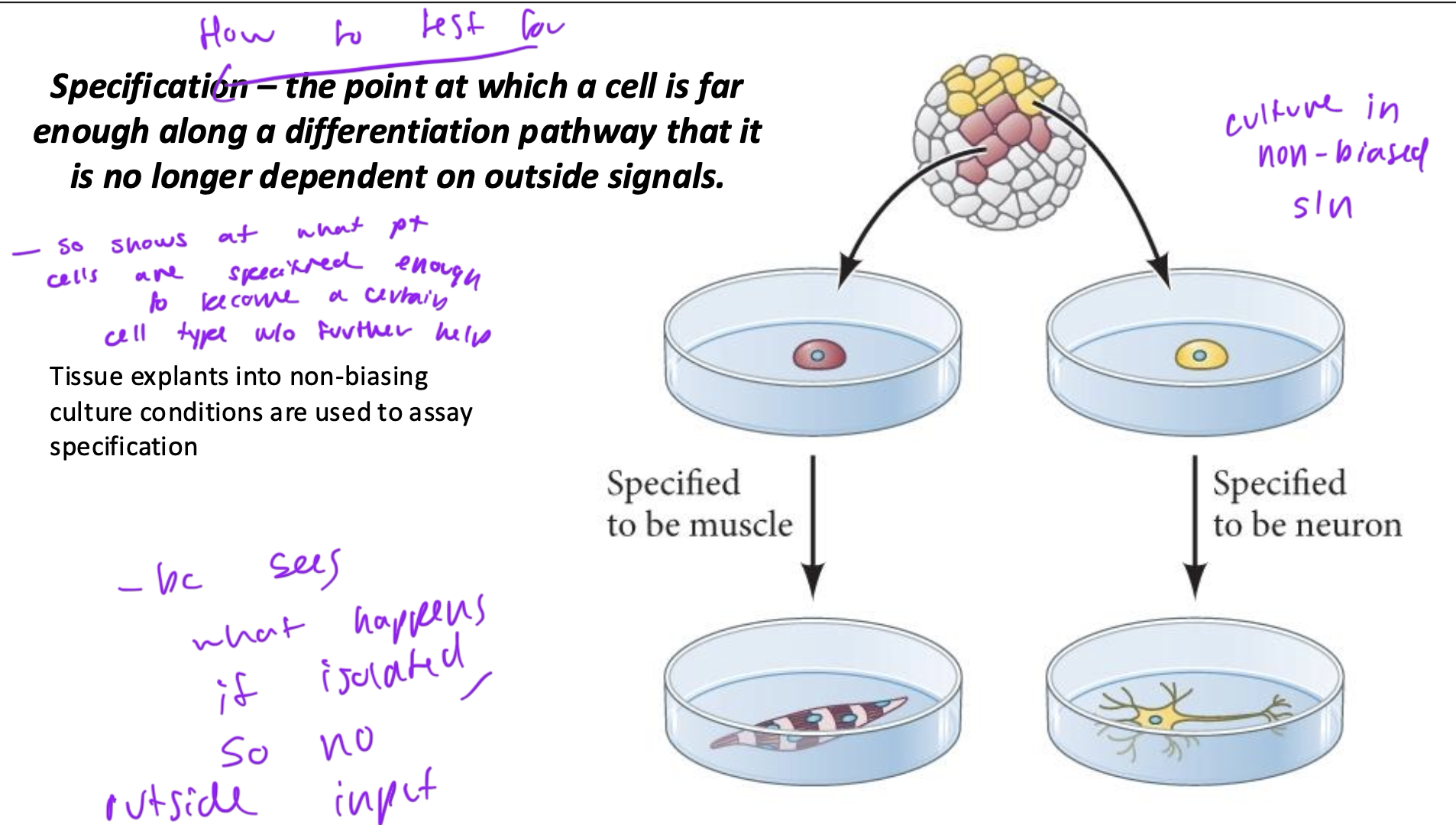 <ul><li><p>culture a cell in non-biased solution to see what happens to the cell without any outside input</p></li><li><p>if the cell type continues as before, it was already specified</p></li></ul><p></p>