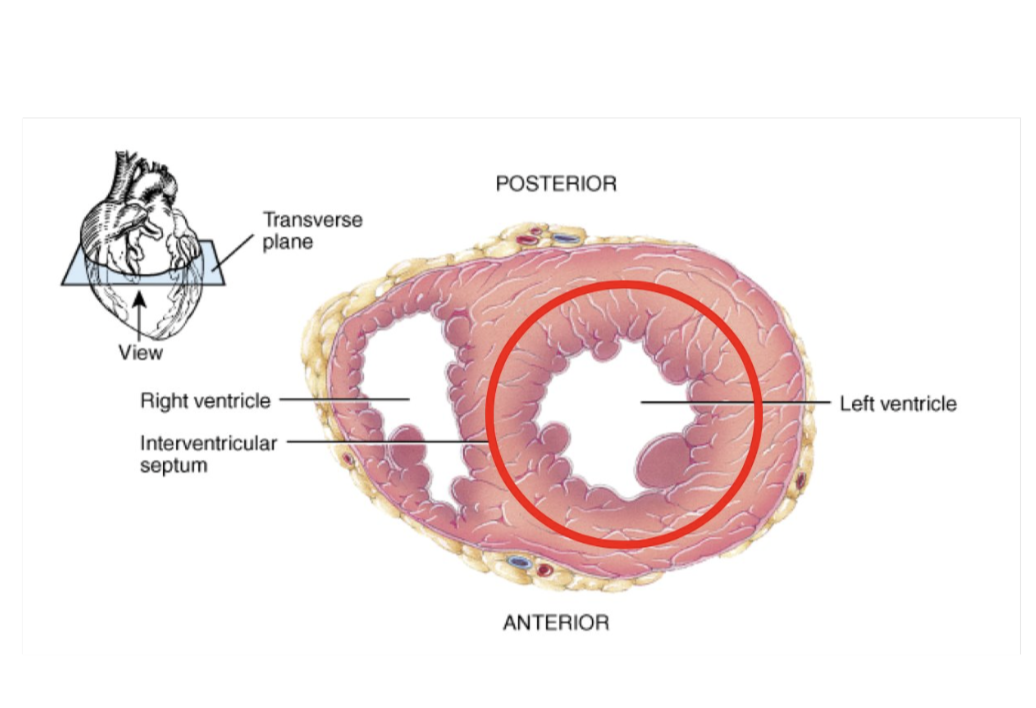 <p>3 layers: outer layer, middle layer, inner layer</p><p>The middle layer ( myocardium ) is made of cardiac muscle and varies in thickness:</p><ul><li><p>Thicker in the ventricles than the atria</p></li><li><p>Thickest in the left ventricle due to higher pressure requirements</p></li></ul><p></p>