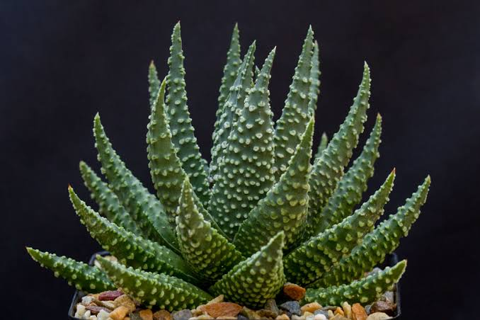 <p>A modified leaf or leaf part (usually the petiole, central vein, or stipule)</p>