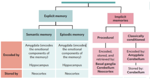 <p><span style="line-height: 115%;">Located at the base of the Brain. </span></p><p><span style="line-height: 115%;">Encodes and temporarily stores implicit Procedural memories for motor skills, more specifically for those created by classical conditioning. </span></p><p><span style="line-height: 115%;">Has a role in coordinating fine muscle movements and regulating posture and balance.</span></p>