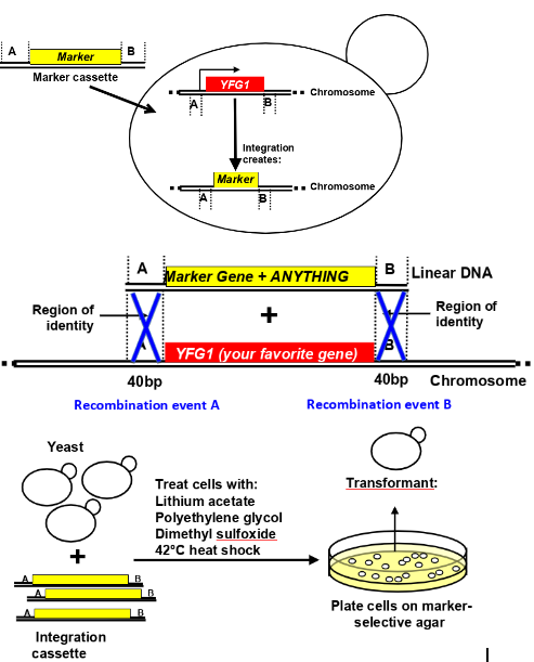 <p>to study the normal function of genes in a simple eukaryote, via deleting the gene of interest from the genome and replacing w a marker gene- chemical permeabilsation of cells (treat cells with lithium acetate, polyethylene glycol, dimethyl sulfoxide, 42deg heat shock), homologous recombination-mediated integration of a selectable DNA fragment</p><p><span style="font-family: Calibri;">-Homologous recombination facilitates SITE SPECIFIC integration</span></p><p><span style="font-family: Calibri;">-Marker genes are used to identify successful recombinants</span></p><p><span style="font-family: Calibri;">-Two-step strategies can be employed, with selection for and against markers</span></p><p><span style="font-family: Calibri;">-Transgenesis methods allow integration of ANYTHING into the genome (is still limited e.g. deletion of essential genes cant be recovered in haploids, DNA encoding toxic product tricky(</span>&nbsp;</p><p><span style="font-family: Calibri;">-PCR and sequencing (or similar molecular methods) should be used to verify the insertion is correct</span></p>