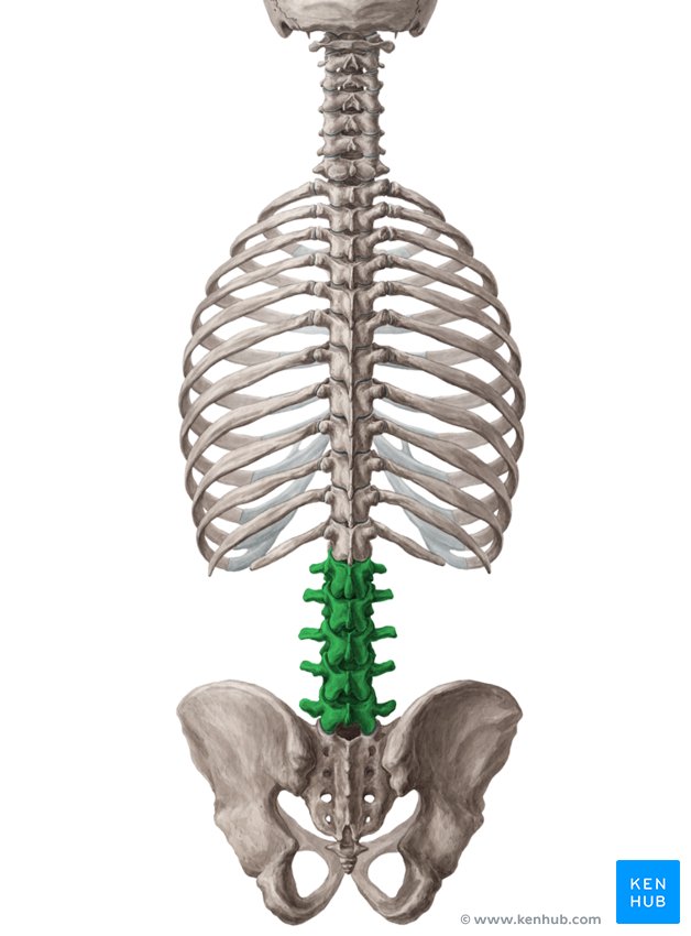 <p>lower back</p>