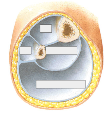 <p>Lower leg</p>
