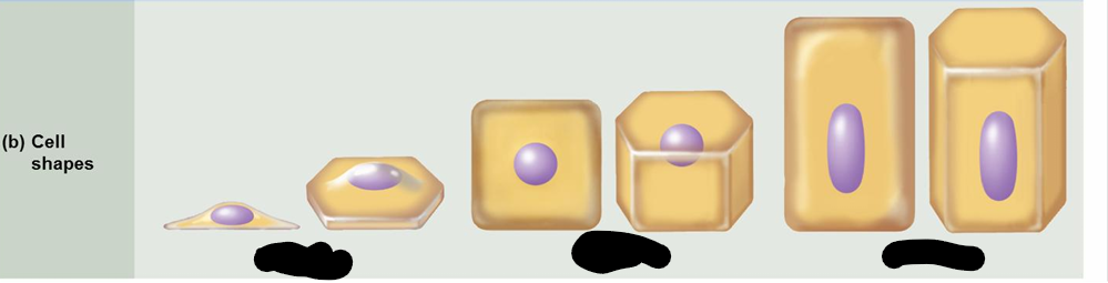<p>Shapes of epithelial tissue from left to right</p>