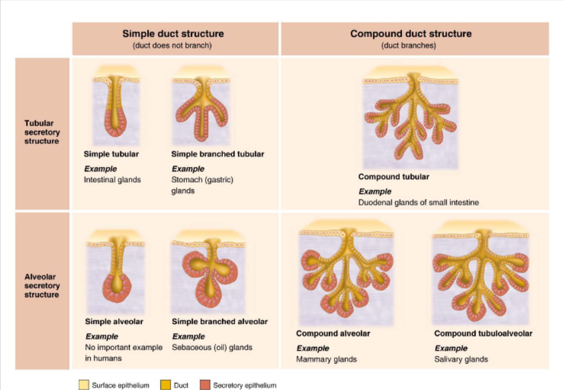 <p>Tubular secretory structure = no duct branching </p><ul><li><p><strong><em>Simple tubular</em></strong>: Eg Intestinal glands</p></li><li><p><strong><em>Simple branched tubular -</em></strong> Eg: Stomach gastric glands</p></li></ul><p></p><p>Tubular secretory structure= <strong>Duct </strong>branching</p><ul><li><p><strong><em>Compound tubular</em>-</strong> Eg: D<strong><u>uodenal glands of SI </u></strong>(small intestine)</p></li></ul><p></p><p>Alveolar secretory structure</p><ul><li><p>Simple alveolar (no example in human)</p></li><li><p>Simple branched alveolar (Sebaceous= oil glands)</p></li><li><p>Compound alveolar- Eg: Mammary glands</p></li></ul><p></p>