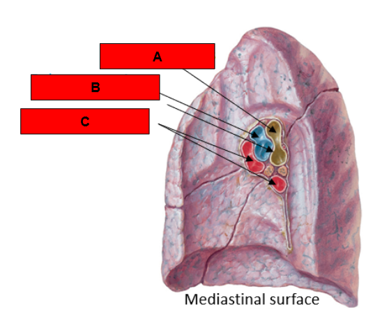 <p>What is indicated by A?</p>