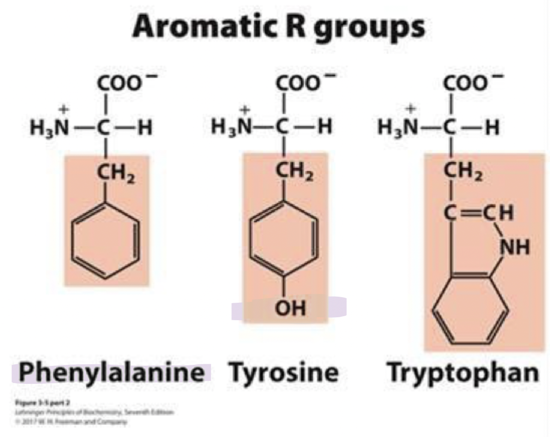 <ul><li><p>phe, F</p></li><li><p>most hydrophobic among the aromatic amino acids </p></li></ul><p></p>