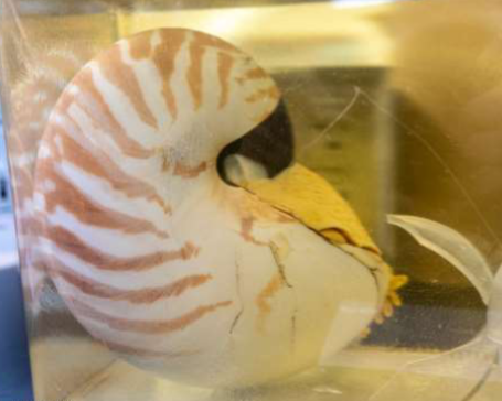 <p>Phylum &amp; name?</p>