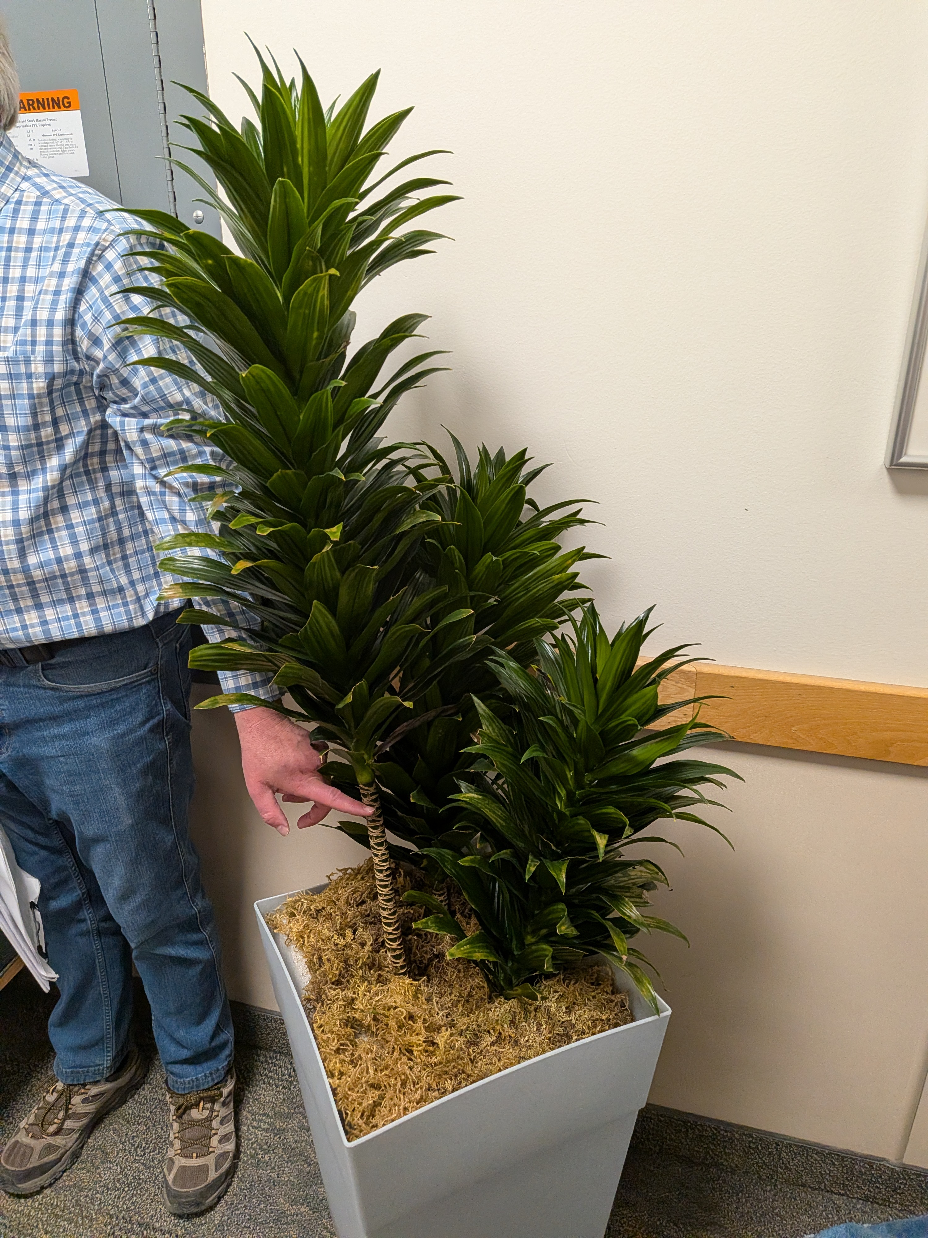 <p>Compact Janet Craig Dracaena </p>
