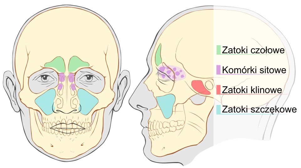 <p>Parzyste, pneumatyczne przestrzenie w kościach czaszki połączone z jamą nosową: zatoki szczękowe, czołowe, klinowe i komórki sitowe. Funkcje: Zmniejszają masę kości czaszki, nawilżają i ogrzewają powietrze, działają jako rezonator głosu oraz chronią termicznie mózgowie.<br></p>