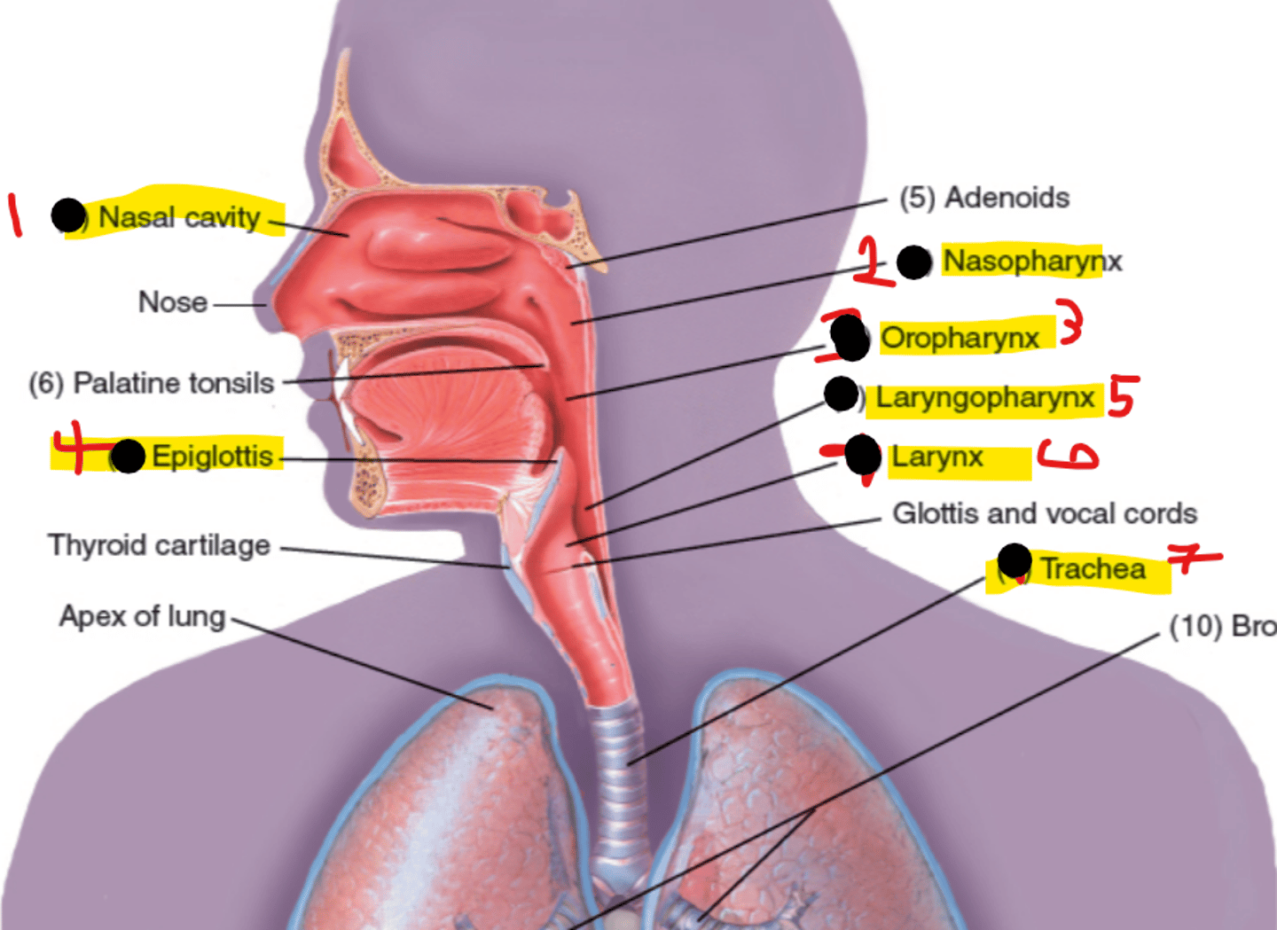 <p>Nasal Cavity</p><p>Pharynx (throat) </p><p>nasopharynx</p><p>oropharynx</p><p>laryngopharynx</p><p>Epiglottis</p><p>Larynx (voice box)</p><p>Trachea (windpipe)</p>