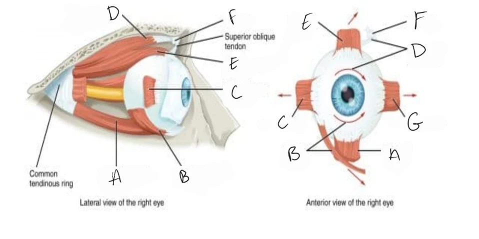 <p>inferior oblique</p>