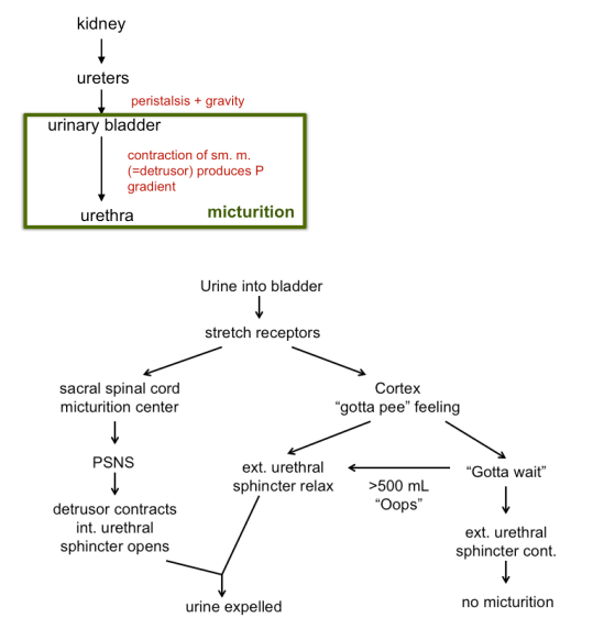 <ul><li><p>involuntary reflex in response to bladder stretching that causes the bladder to contract and internal urethral sphincter to relax, initiating the urge to urinate (peeing reflex)</p></li></ul><p></p>