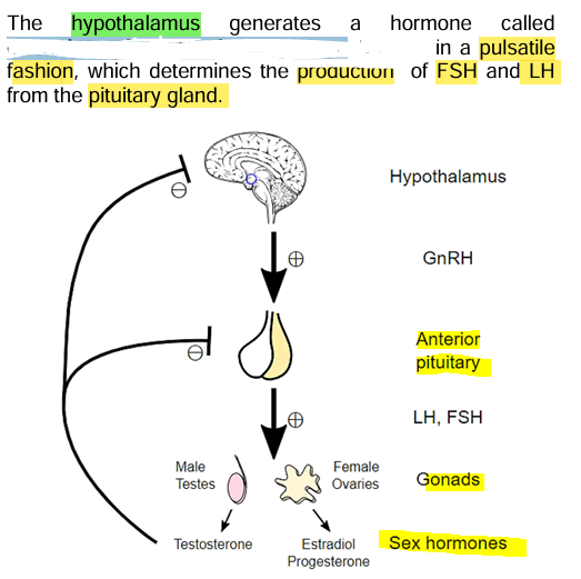<p><strong><u>Hormonogenesis</u></strong></p>