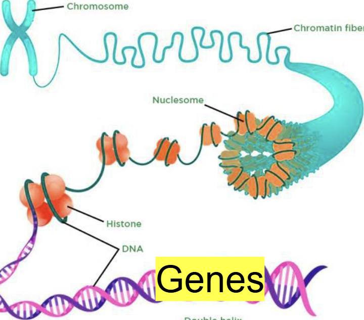 <p><span style="background-color: transparent;">Nucleosomes </span></p><p><span style="background-color: transparent;">nucleus</span></p><p><span style="background-color: transparent;">Nucleosomes </span></p><ul><li><p><span style="background-color: transparent;">divides</span></p></li><li><p><span style="background-color: transparent;">binary </span></p></li><li><p><span style="background-color: transparent;">ciruclar </span></p></li><li><p><span style="background-color: transparent;">identical</span></p></li><li><p><span style="background-color: transparent;">linear</span></p></li><li><p><span style="background-color: transparent;">mitosis, divides</span></p></li><li><p><span style="background-color: transparent;">genetic</span></p></li><li><p><span style="background-color: transparent;">cells</span></p></li></ul><p></p>
