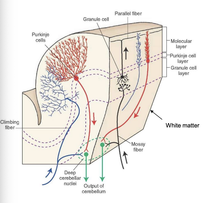 <ul><li><p>purkinje cells </p><ul><li><p>only source of output form the cerebellar cortex </p></li><li><p>send inhibitory proejctions to deep cerebellar nuclei (in white matter) </p></li><li><p>use GABA</p></li></ul></li><li><p>deep cerebellar nuclei </p><ul><li><p>from white matter of cerebellum to other CNS regions </p></li></ul></li></ul><p></p>