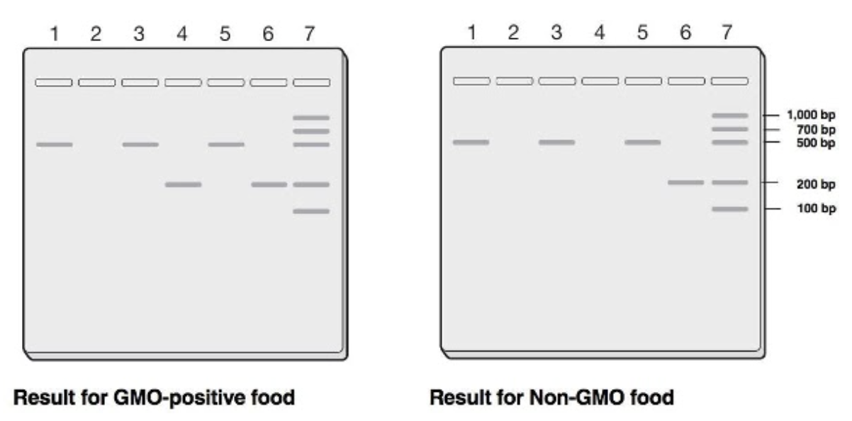 <p><span>54. A student at Columbus State Community College is using gel electrophoresis to identify genetically modified food products with amplified DNA sequences. Observe their results in the image below.</span></p><p>Which of the following best describe the result of the experiment?</p><p><span style="line-height: 1.5;">A. Lane 4 contains a GMO sample that is about 200 bps long</span> </p><p><span style="line-height: 1.5;">B. Lane 6 contains a non-GMO sample that is about 500 bps long</span></p><p><span style="line-height: 1.5;">C. Lane 7 contains a GMO sample that is about 1,000 bps long</span></p><p><span style="line-height: 1.5;">D. None of the above accurately describes the results of the experiment</span></p>