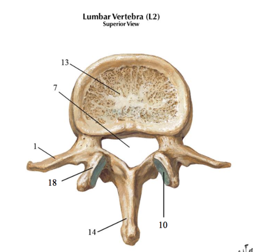 <p>Bony Landmarks of the Lumbar Spine</p>