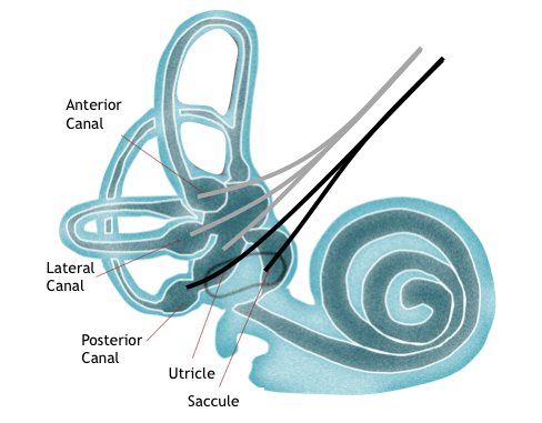 <p>inner ear</p>