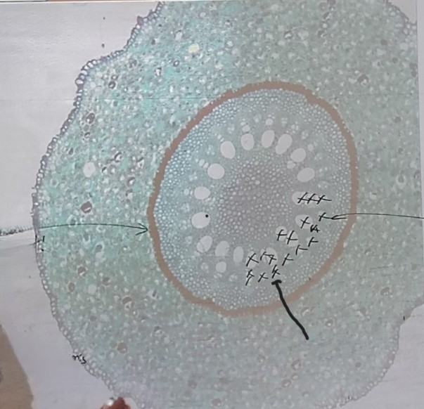 <ol><li><p>Name what the arrow is pointing at (little holes)</p></li></ol><p></p>